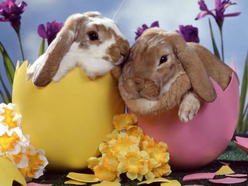 Happy Giant Bunny Day!